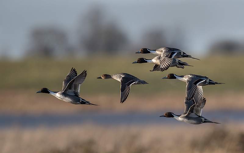 Set3.2 Pintail Ducks in Flight_Roger Hance.jpg - 2018 Exhibition - Set of Three
